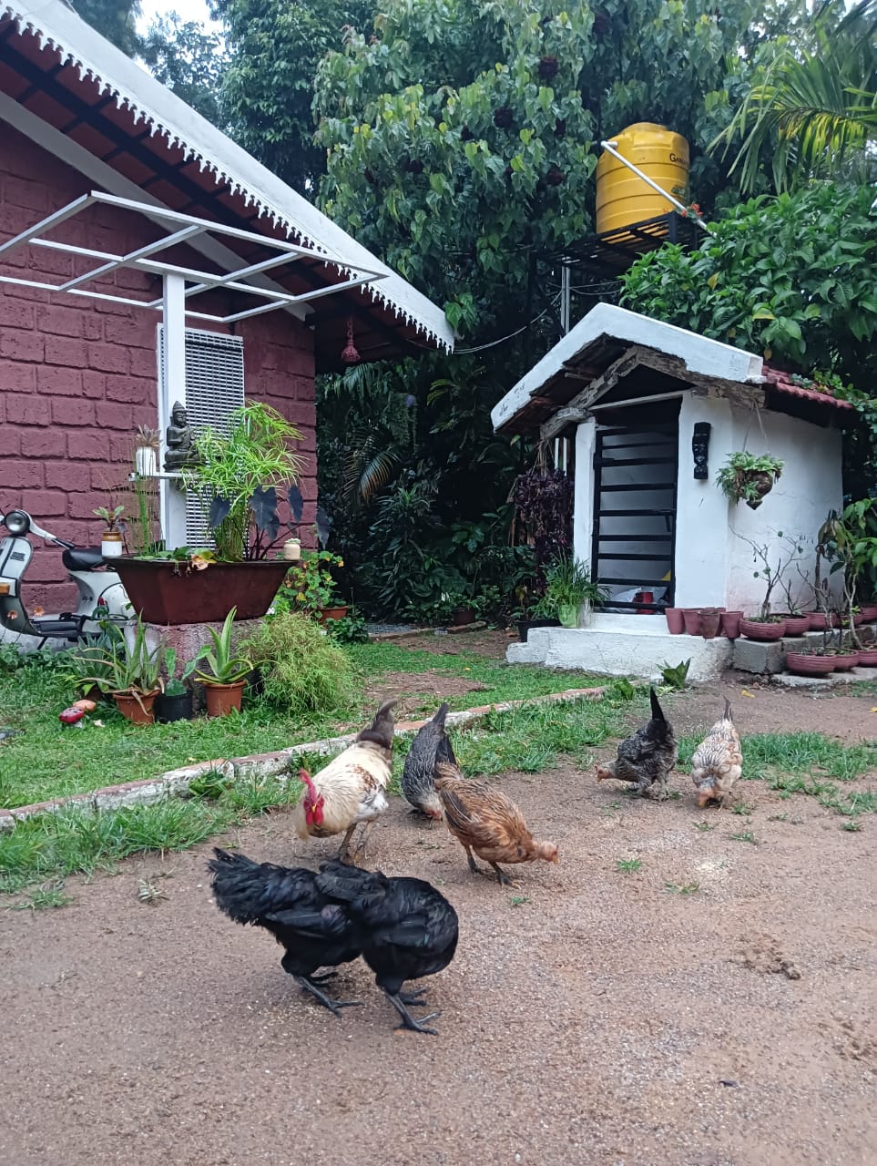 Hen Feeding Experience
